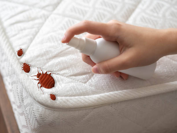 Best Termite Control Services  in Coral Terrace, FL